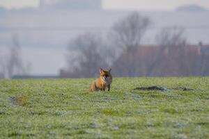 jung Fuchs beim ein Fuchs Höhle foto