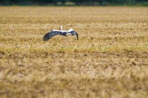 ein großartig jung Vogel auf Bauernhof Feld im Natur foto