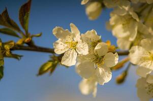 ein Ast mit Weiß Kirsche blühen Knospen foto