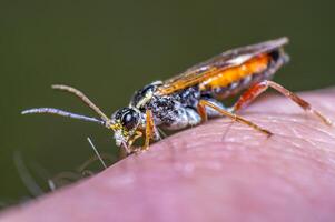 klein Makro fliegen im wild Leben Natur foto