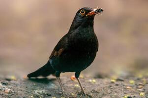 Amsel beobachtet Natur und sieht aus zum Essen foto