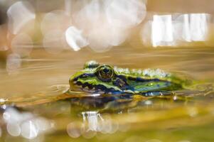 rutschig Frosch im ein Teich im Natur foto