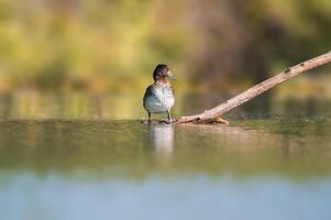 getuftet Ente Sonnenbäder auf ein Teich foto