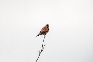 Turmfalke Uhren Natur und sieht aus zum Beute foto