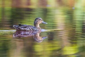 Ente beobachtet Natur und sieht aus zum Essen foto