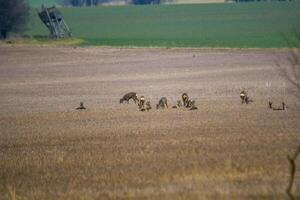 Hirsch Weiden lassen und entspannend im Natur foto