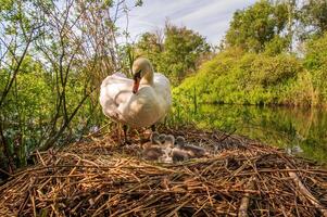 schön Schwan Mutter zeigt an ihr jung Küken foto