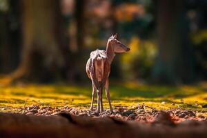 Hirsch Weiden lassen und entspannend im Natur foto