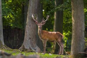 Hirsch Weiden lassen und entspannend im Natur foto