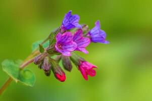 kräftig lila Lungenkraut Blumen im das Morgen Licht foto