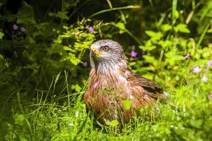 rot Drachen Uhren Natur und sieht aus zum Beute foto