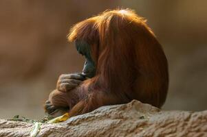 weiblicher Orang-Utan, der auf einem Felsen sitzt foto