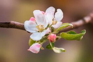 zart Apfel blühen blüht auf ein Ast foto