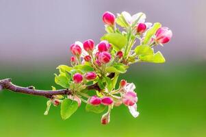 zart Apfel blühen blüht auf ein Ast foto