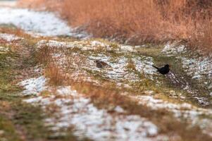 Amsel beobachtet Natur und hält ein Auge aus zum Essen foto