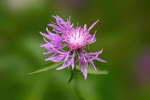 kräftig Rosa Kornblume blühen im das Morgen Licht foto