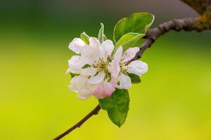 zart Apfel blühen blüht auf ein Ast foto