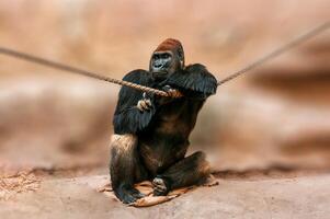 Erwachsene Gorilla männlich Uhren das Umfeld entspannt foto