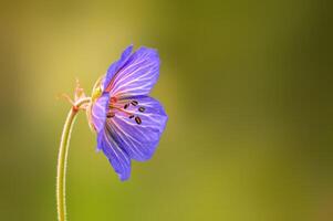 lila Storchschnabel Blumen im ein Wiese foto