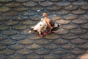 ein Paar von Tauben auf ein Dach foto