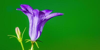 ein Sanft Blume blühen im ein Natur Garten foto