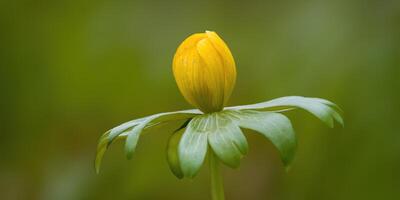 ein Sanft Blume blühen im ein Natur Garten foto