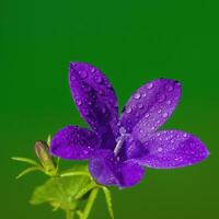 ein Sanft Blume blühen im ein Natur Garten foto