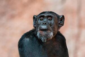 Porträt eines westafrikanischen Schimpansen foto