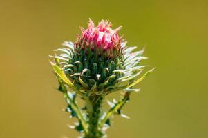 Distel blühen im das Morgen Licht foto