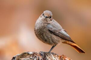 schön bunt Vogel sitzt und sieht aus foto