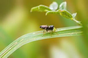 ein klein Spinne Insekt auf ein Pflanze im das Wiese foto