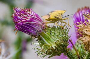 ein klein Käfer Insekt auf ein Pflanze im das Wiese foto