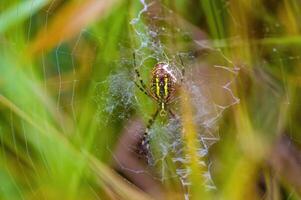 ein klein Spinne Insekt auf ein Pflanze im das Wiese foto