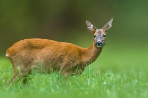 ein jung weiblich Hirsch auf ein Grün Wiese foto