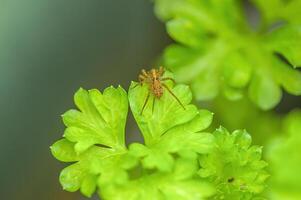 ein klein Spinne Insekt auf ein Pflanze im das Wiese foto