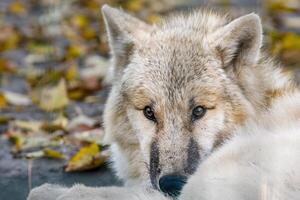 ein Weiß Arktis Polar- Wolf foto