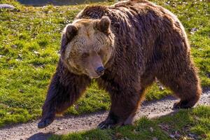 groß braun Bär beim Natur Wiese foto