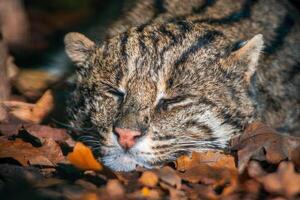 ein Porträt von ein Schlafen Angeln Katze foto