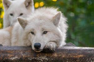 ein Weiß Arktis Polar- Wolf foto