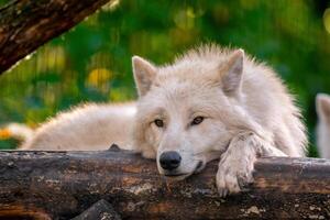 ein Weiß Arktis Polar- Wolf foto