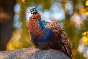 ein bunt männlich Blau Pfau foto