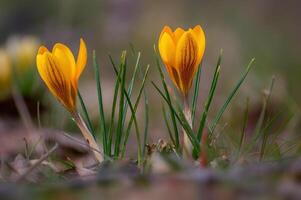 bunt Krokus Blume blühen im Frühling foto