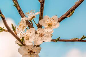 frisch Frühling Blüten beim das Anfang von das Jahr foto