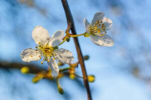 frisch Frühling Blüten beim das Anfang von das Jahr foto