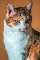 Porträt von ein süß Katze während entspannend foto