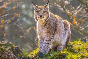 Porträt von ein süß Katze während entspannend foto