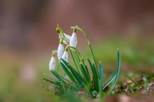 bunt Blume blühen im Frühling foto