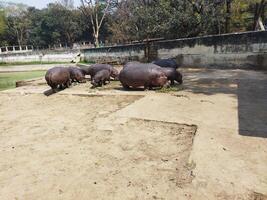 ein Gruppe von Flusspferde sind Essen beim das Zoo foto