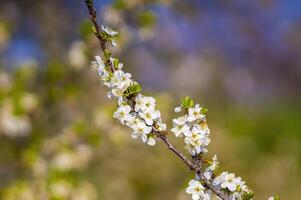 ein Ast mit Weiß Kirsche blühen Knospen foto