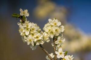 ein Ast mit Weiß Kirsche blühen Knospen foto